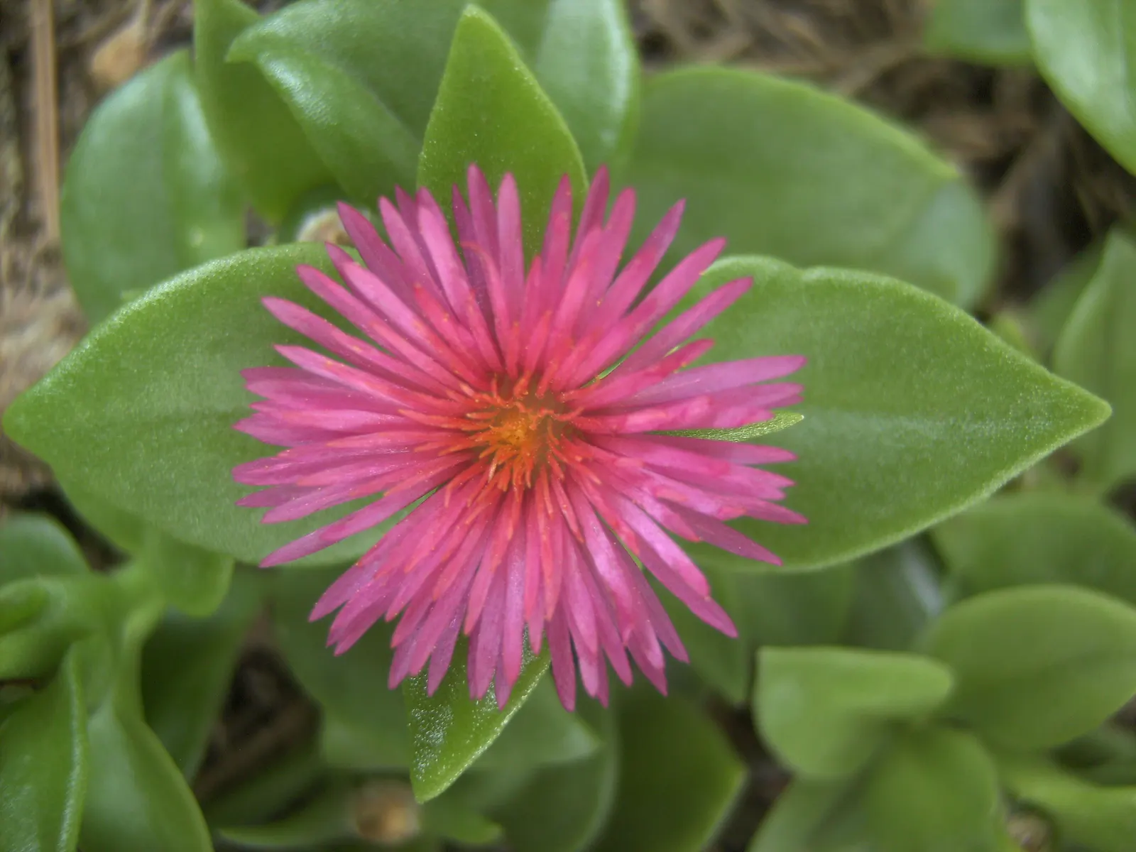 Hearts And Flowers (Aptenia Cordifolia) — Regular watering will help establish a strong root system initially; this South African native is used, image 85