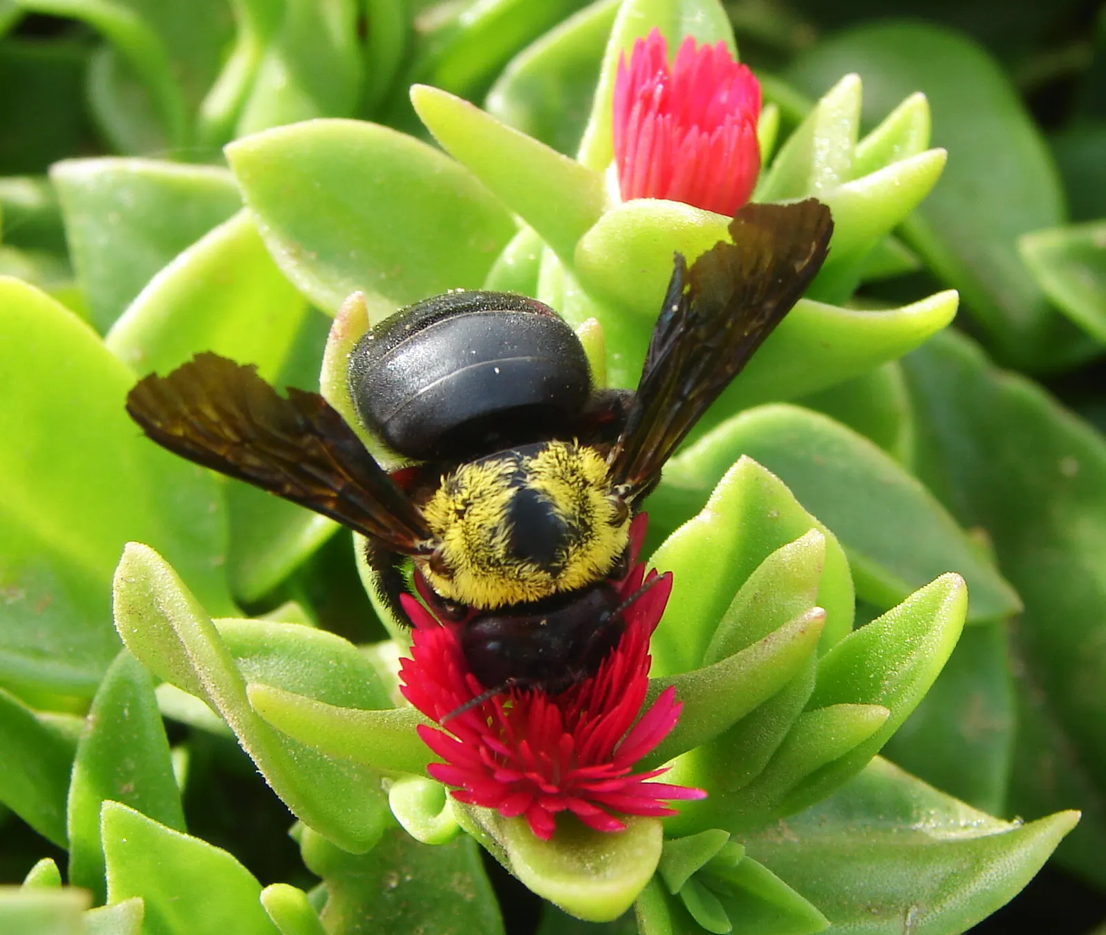 Hearts And Flowers (Aptenia Cordifolia) — providing excellent coverage.<br><br>When planning a planting scheme; making it a low-maintenance option, image 80