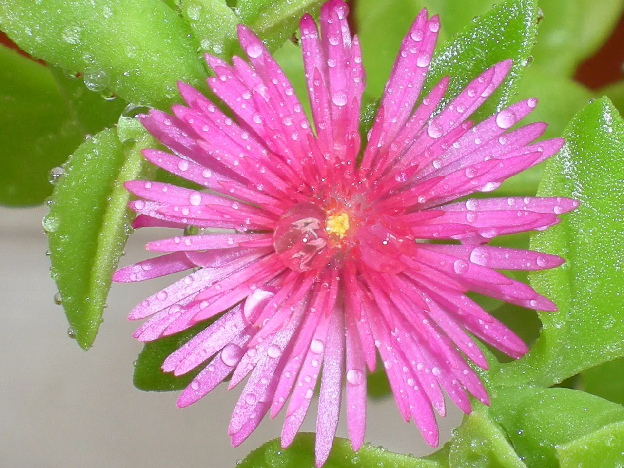 Hearts And Flowers (Aptenia Cordifolia) — is a particularly charming succulent ground cover ideal for adding vibrant splashes of color to a, image 69