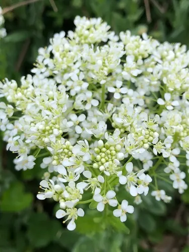 Hearts And Flowers (Aptenia Cordifolia) — the Hearts and Flowers can fare well with minimal care; ground cover / perennial / succulent with red, image 86