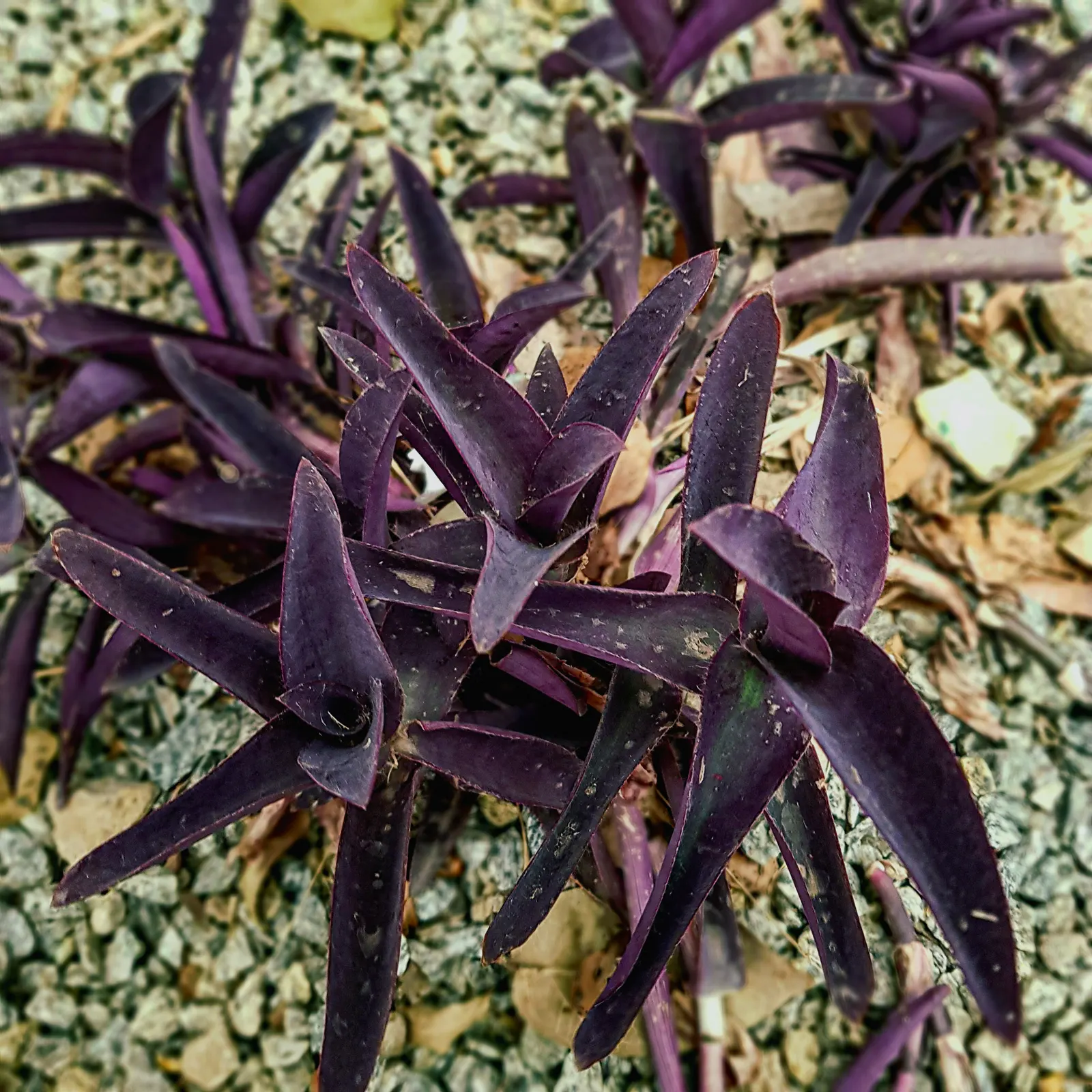 Hearts And Flowers (Aptenia Cordifolia) — green appearance throughout the year; attracting a variety of pollinators to the garden.<br><br>Thriving in USDA