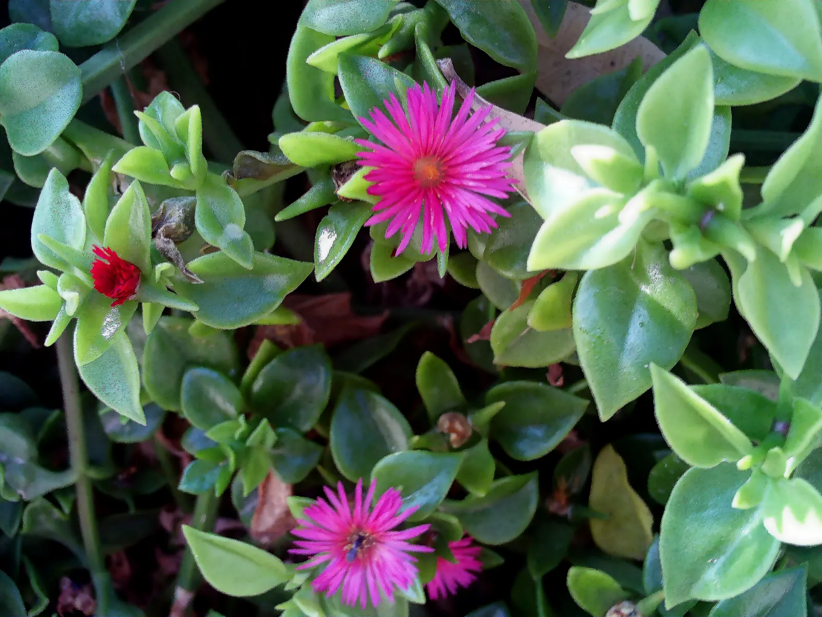 Hearts And Flowers (Aptenia Cordifolia) — red flowers in the garden