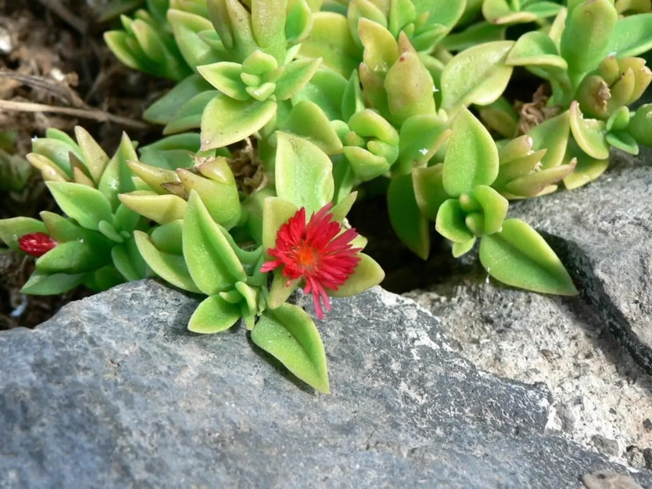 Hearts And Flowers (Aptenia Cordifolia) — the Hearts and Flowers plant flourishes in full sun to partial shade and prefers well-draining soil; in the warmer