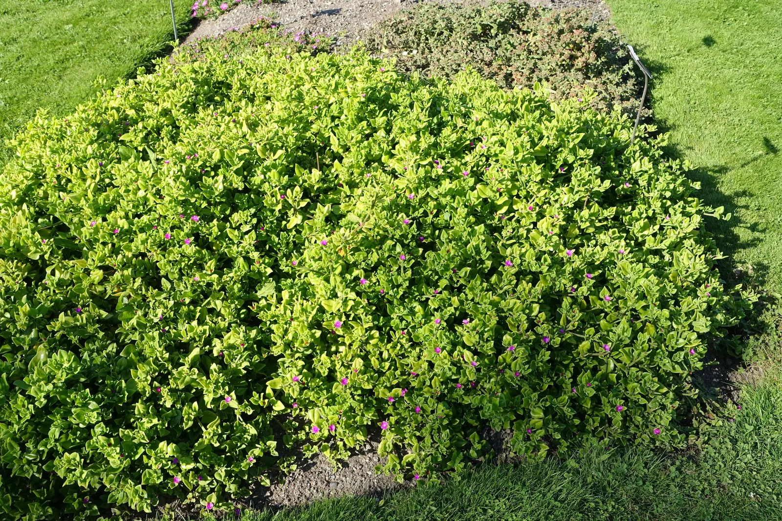 Hearts And Flowers (Aptenia Cordifolia) — the Hearts and Flowers plant flourishes in full sun to partial shade and prefers well-draining soil; in, image 135