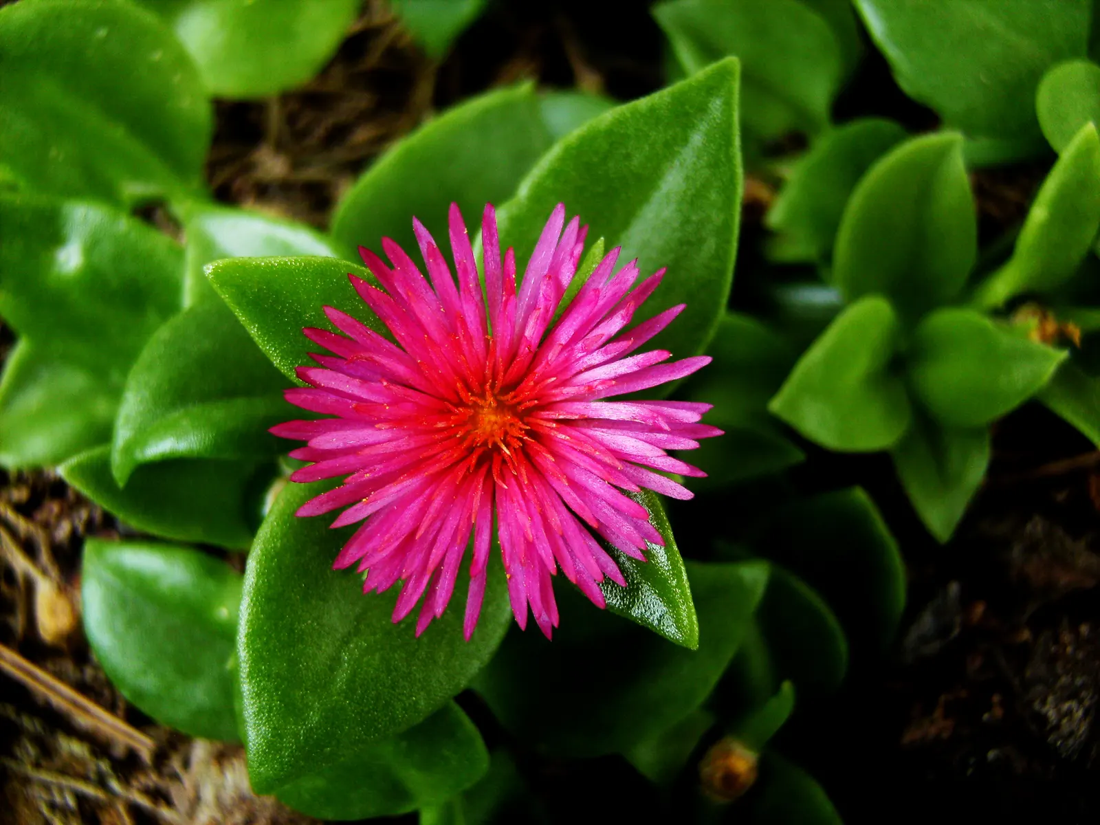 Hearts And Flowers (Aptenia Cordifolia) — each around 1 inch in diameter; regular watering will help establish a strong root system initially, image 94