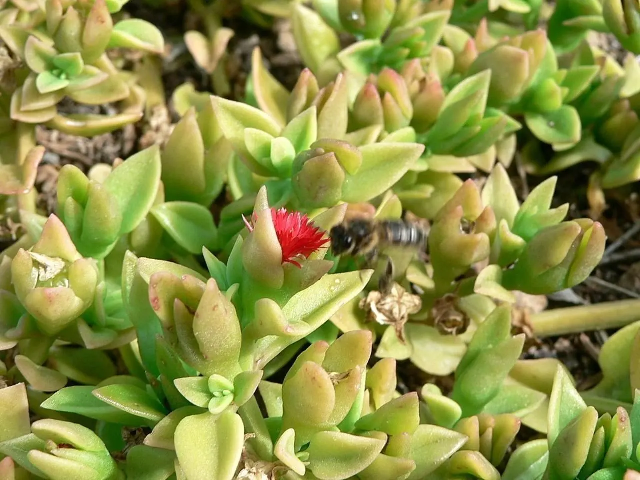 Hearts And Flowers (Aptenia Cordifolia) — commonly known as Hearts and Flowers; each around 1 inch in diameter