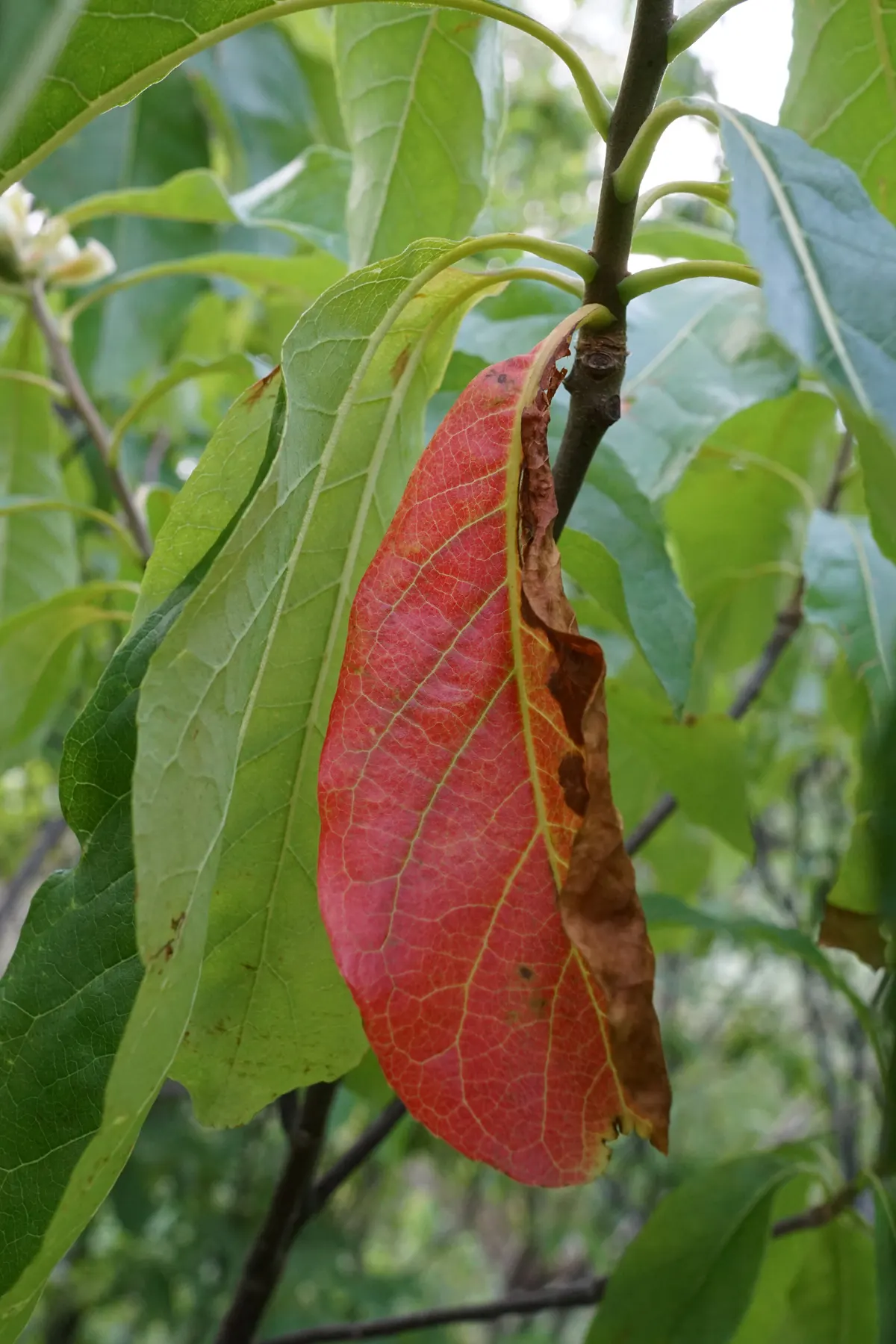 Franklin Tree (Franklinia Alatamaha) — It is relatively low-maintenance once established; the Franklin Tree (Franklinia alatamaha) is a historic