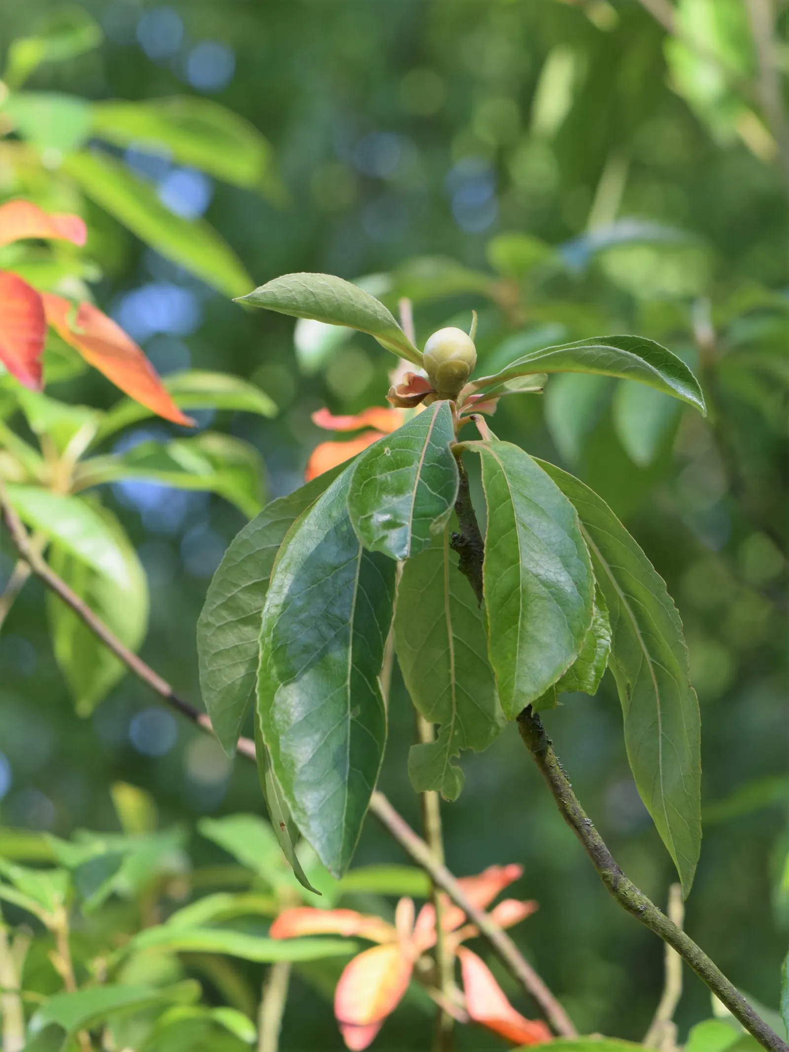 Franklin Tree (Franklinia Alatamaha) — it adds autumn flair with vibrant red-to-purple foliage