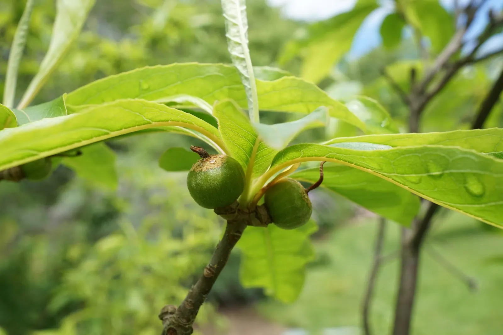Franklin Tree (Franklinia Alatamaha) — fragrant white blossoms with bright yellow centers
