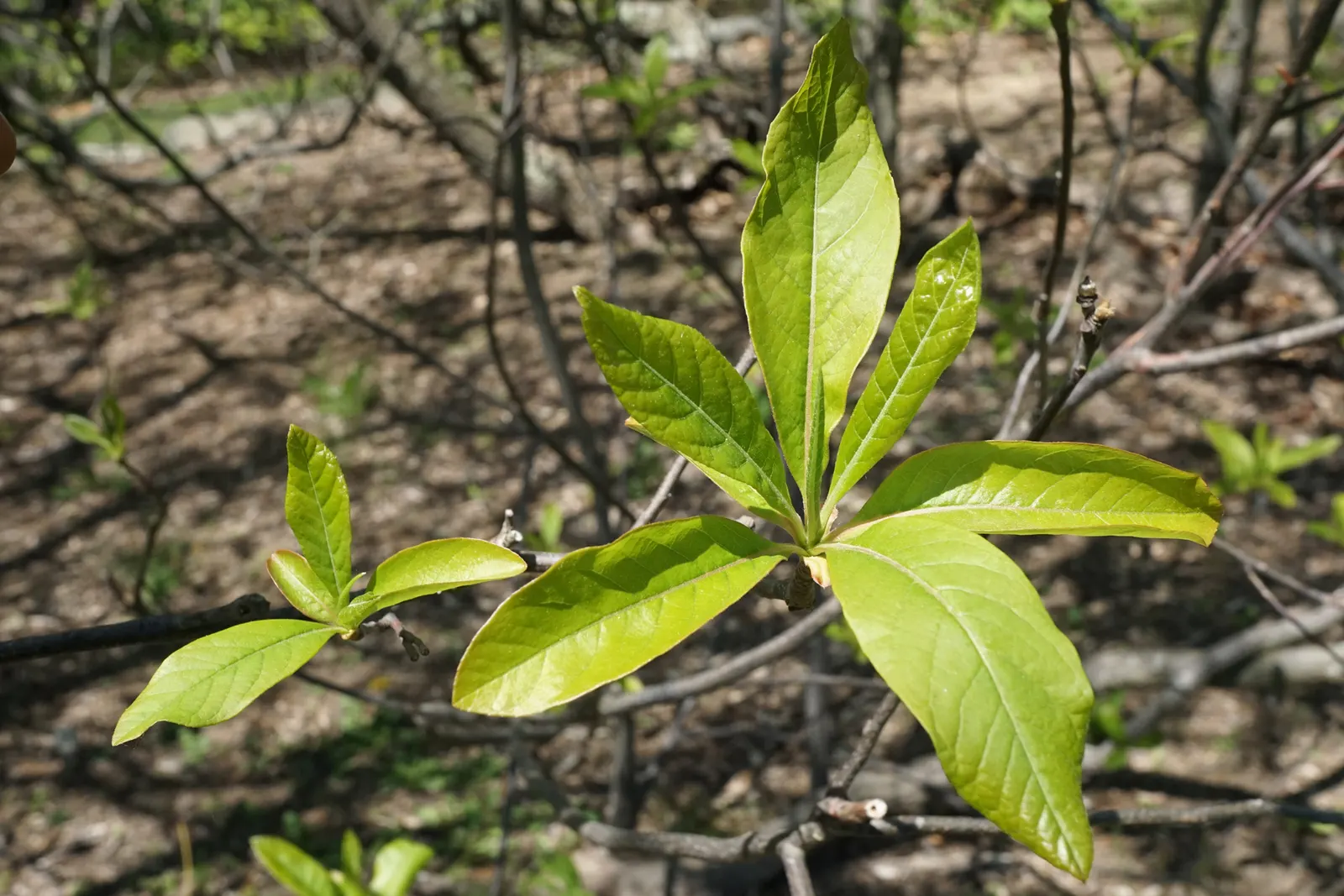 Franklin Tree (Franklinia Alatamaha) — tree for full or half