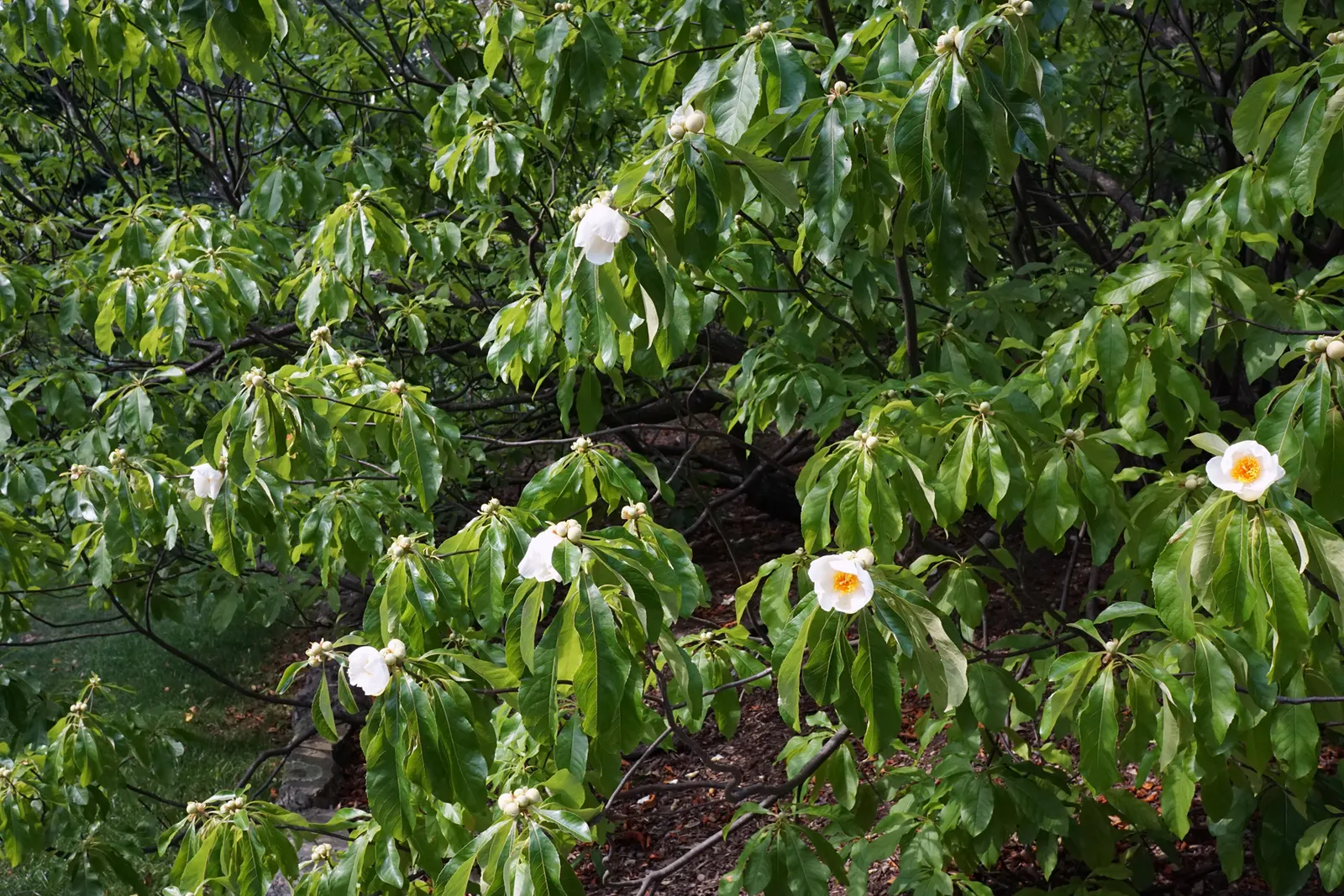 Franklin Tree (Franklinia Alatamaha) — The Franklin Tree (Franklinia alatamaha) is a historic