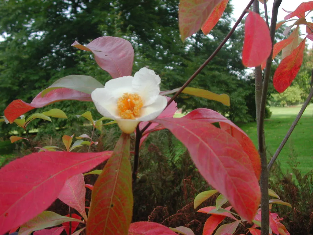 Franklin Tree (Franklinia Alatamaha) — It thrives in well-drained; blooming from late summer to early fall