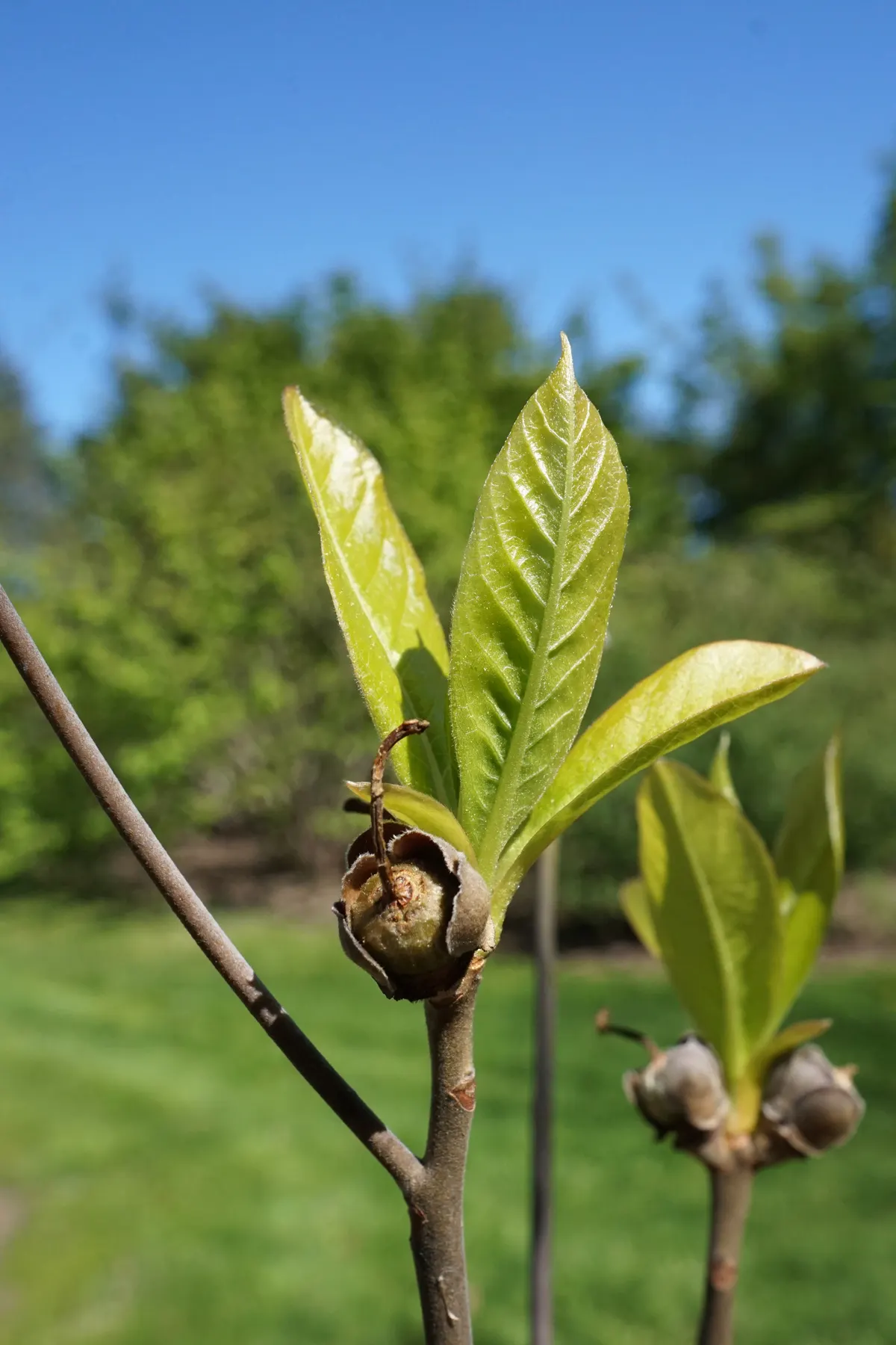 Franklin Tree (Franklinia Alatamaha) — is a truly unique and historical specimen
