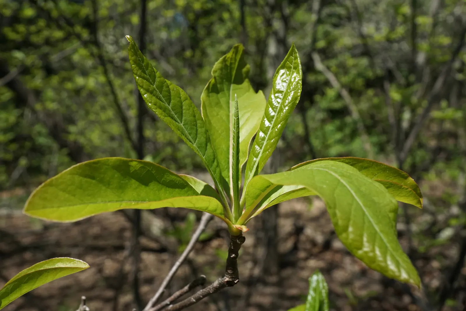 Franklin Tree (Franklinia Alatamaha) — It thrives in well-drained