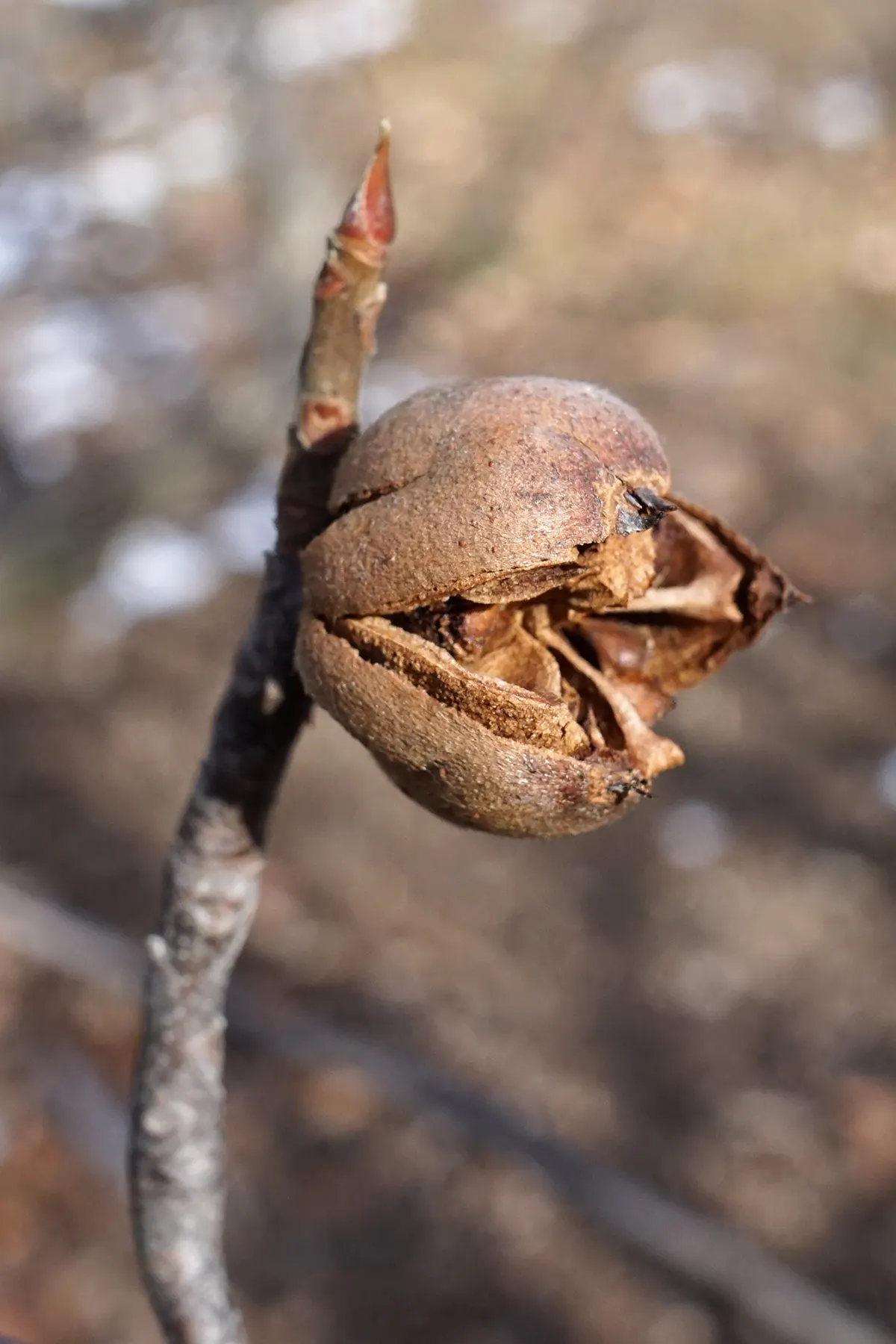 Franklin Tree (Franklinia Alatamaha) — ranging from 3 to 5 inches in length; is a truly unique and historical specimen