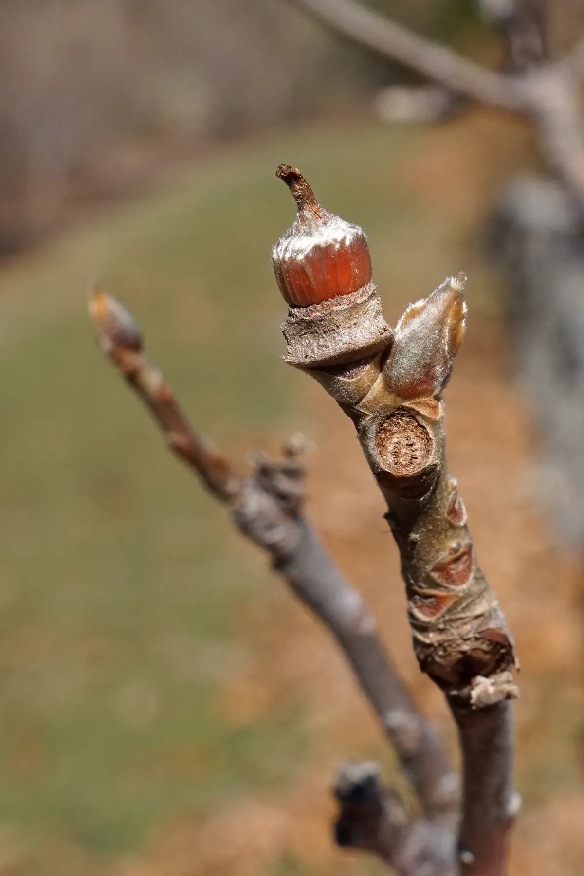 Franklin Tree (Franklinia Alatamaha) — Preferring full sun to partial shade, this tree thrives in well-drained, acidic soil; fragrant white, image 56