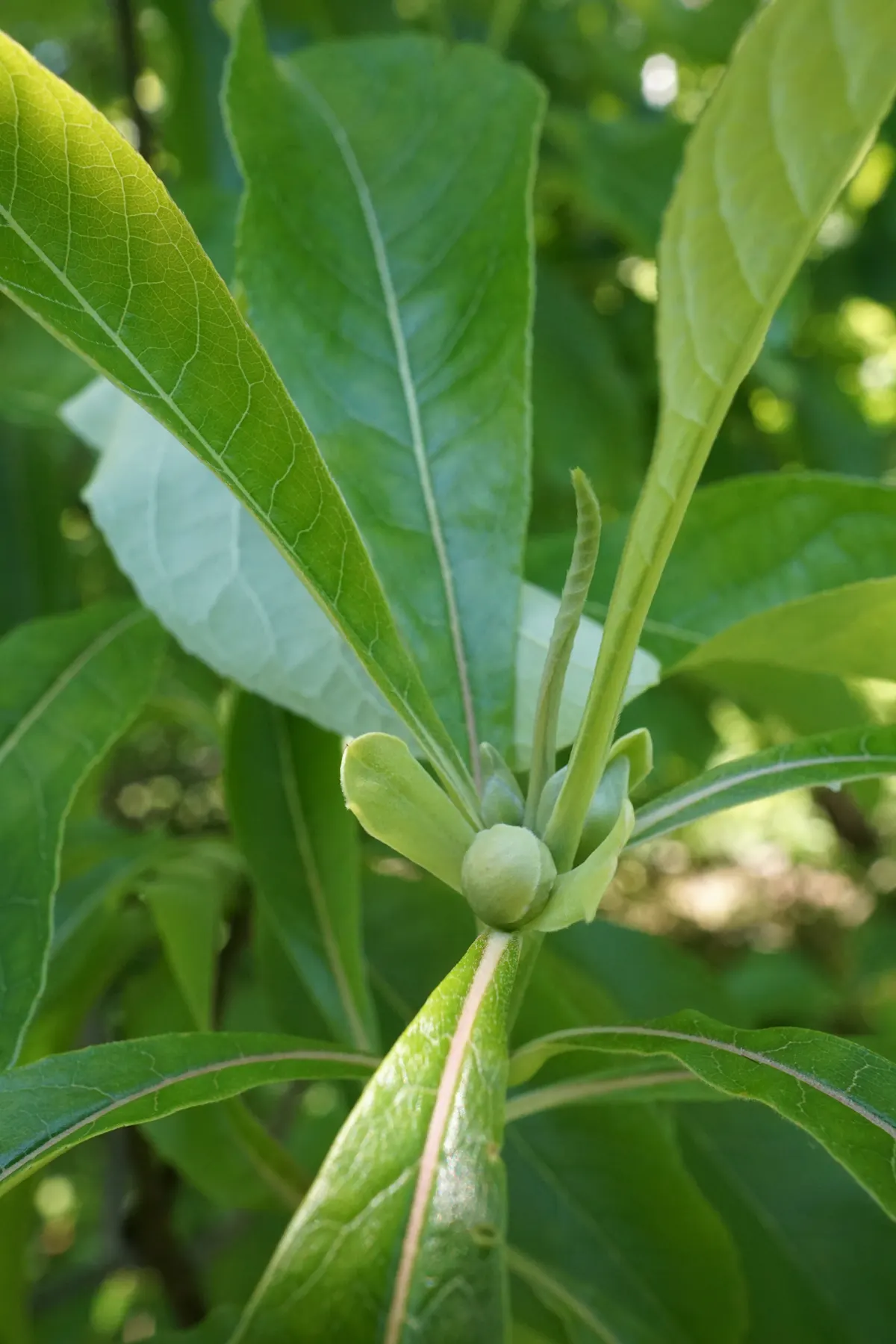Franklin Tree (Franklinia Alatamaha) — ornamental deciduous tree
