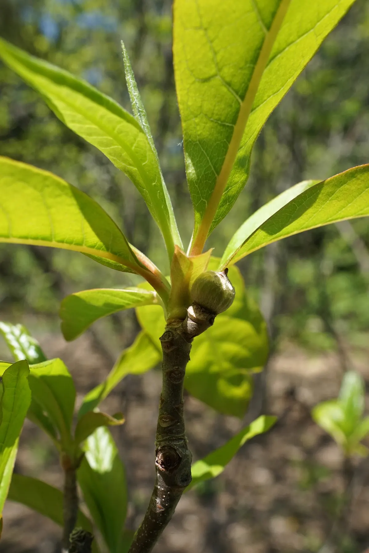 Franklin Tree (Franklinia Alatamaha) — flowering tree is a member of the tea family; tree with white blooms, image 61