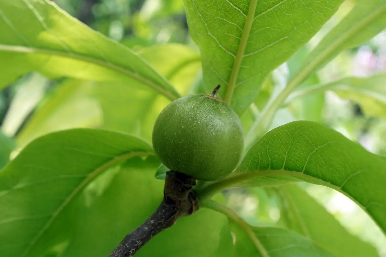Franklin Tree (Franklinia Alatamaha) — and can reach a height of 10 to 20 feet with a spread of 6 to 15 feet at maturity; preferring full sun to partial shade