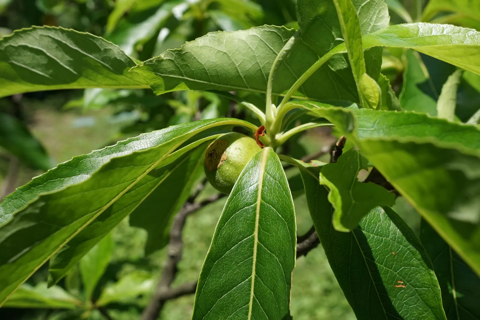 Franklin Tree (Franklinia Alatamaha) — It is relatively low-maintenance once established