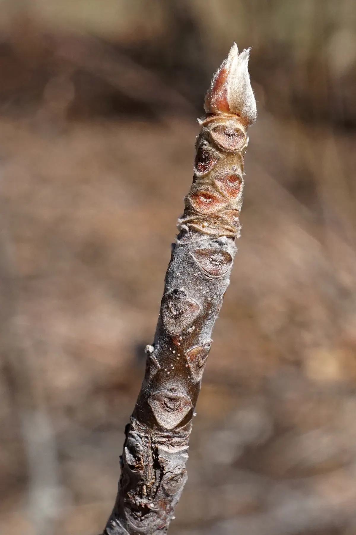 Franklin Tree (Franklinia Alatamaha) — It boasts a moderate growth rate and typically presents a pyramidal to oval shape