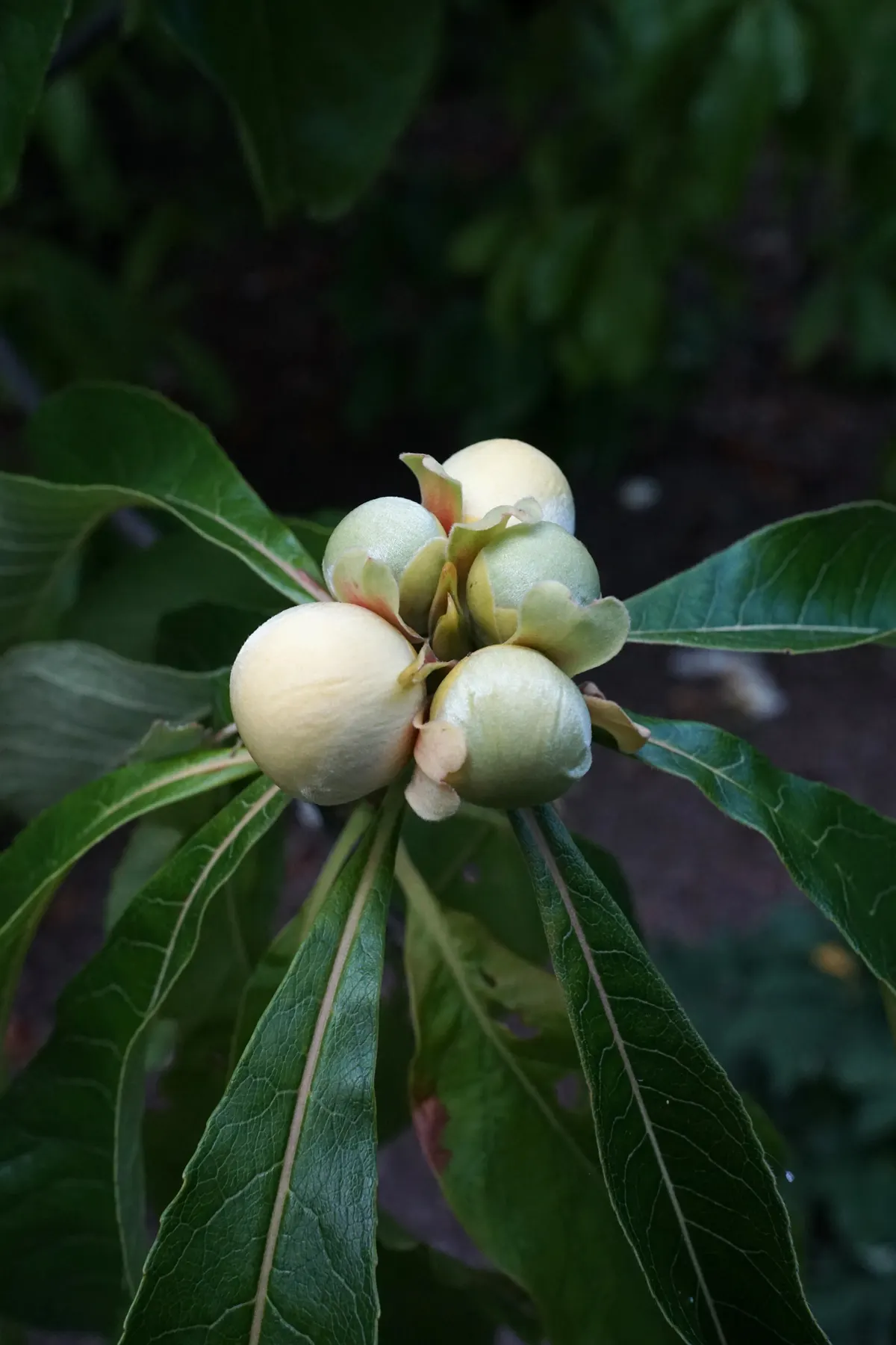 Franklin Tree (Franklinia Alatamaha) — Preferring full sun to partial shade, this tree thrives in well-drained, acidic soil; fragrant white blossoms with