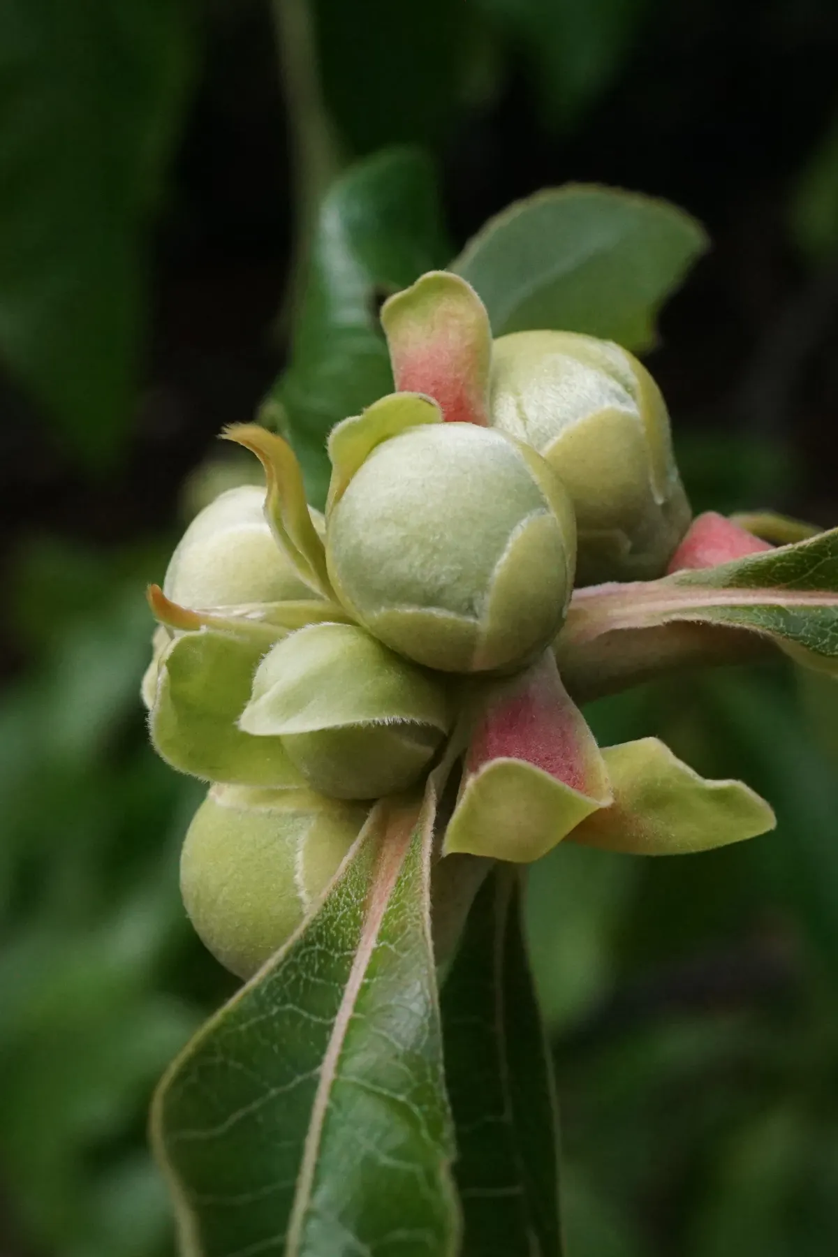 Franklin Tree (Franklinia Alatamaha) — the Franklinia requires a bit of extra care to ensure proper drainage and protection from wind; it thrives in