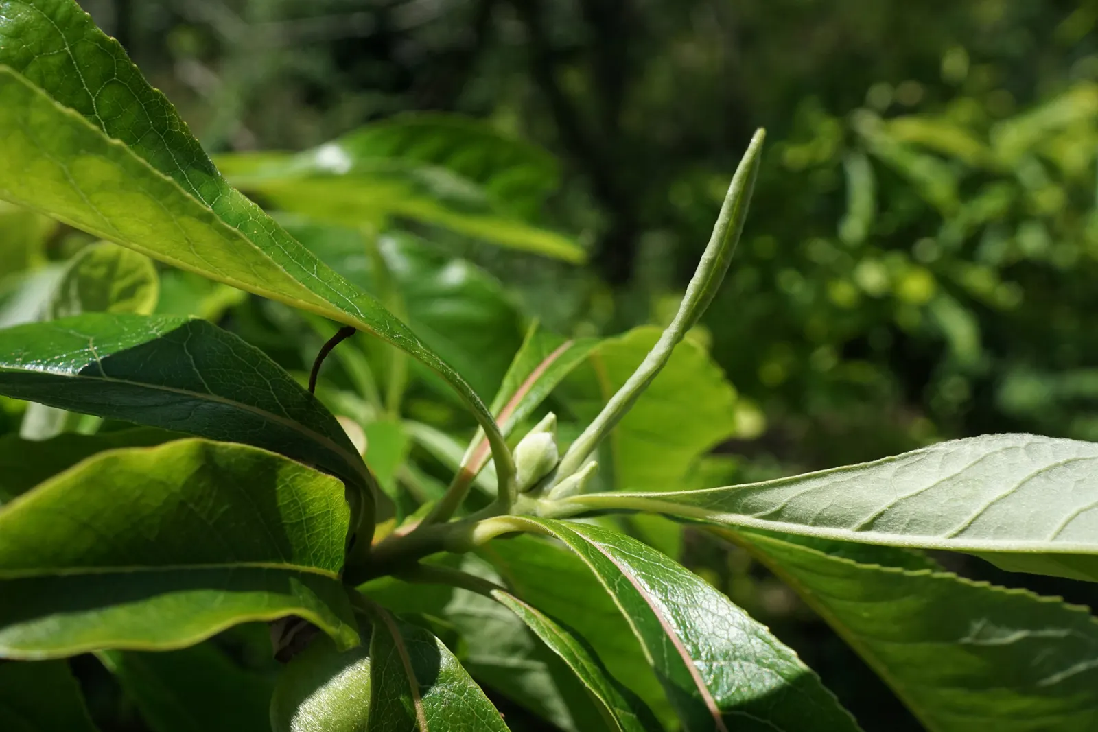 Franklin Tree (Franklinia Alatamaha) — fragrant white blossoms with bright yellow centers; preferring full sun to partial shade.<br><br>Advised for, image 64