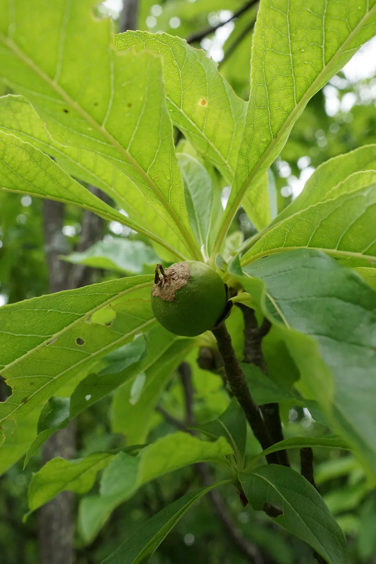 Franklin Tree (Franklinia Alatamaha) — ideal for accent or specimen planting