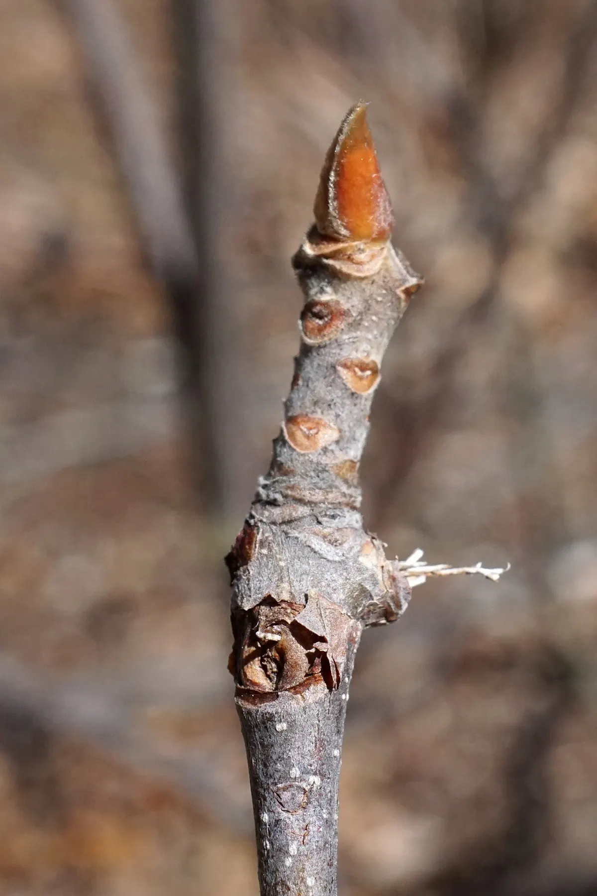 Franklin Tree (Franklinia Alatamaha) — standing 10-20 ft tall and 6-15 ft wide; offering season-long interest, image 53