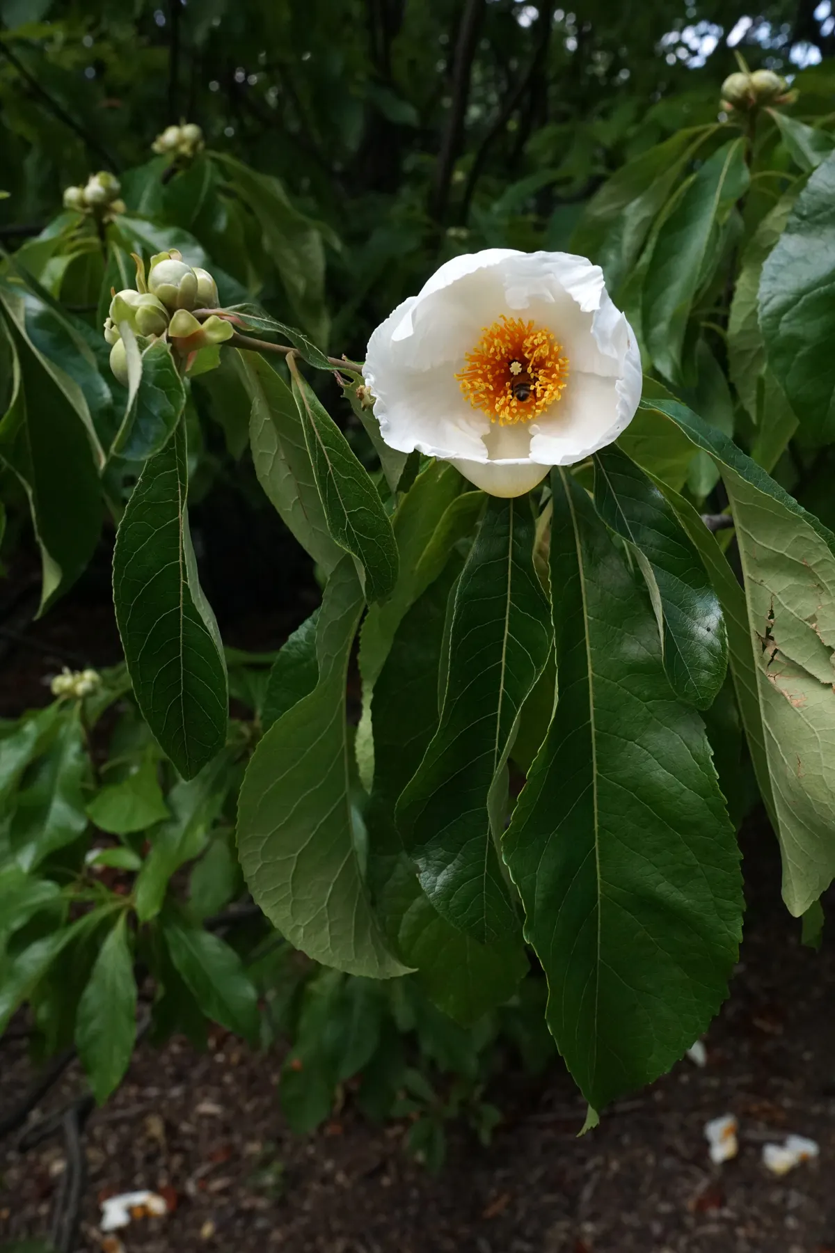 Franklin Tree (Franklinia Alatamaha) — ideal for accent or specimen planting; standing 10-20 ft tall and 6-15 ft wide