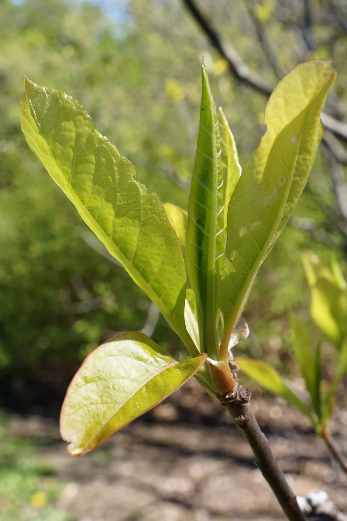 Franklin Tree (Franklinia Alatamaha) — white flowers in the garden; ideal for accent or specimen planting