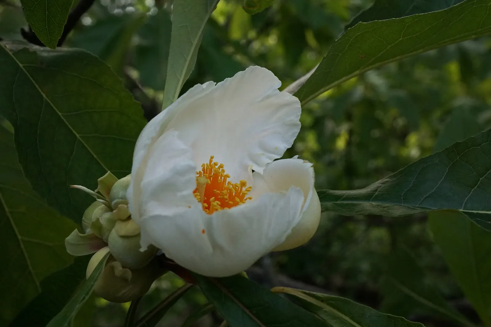 Franklin Tree (Franklinia Alatamaha) — tree for full or half; it is relatively low-maintenance once established