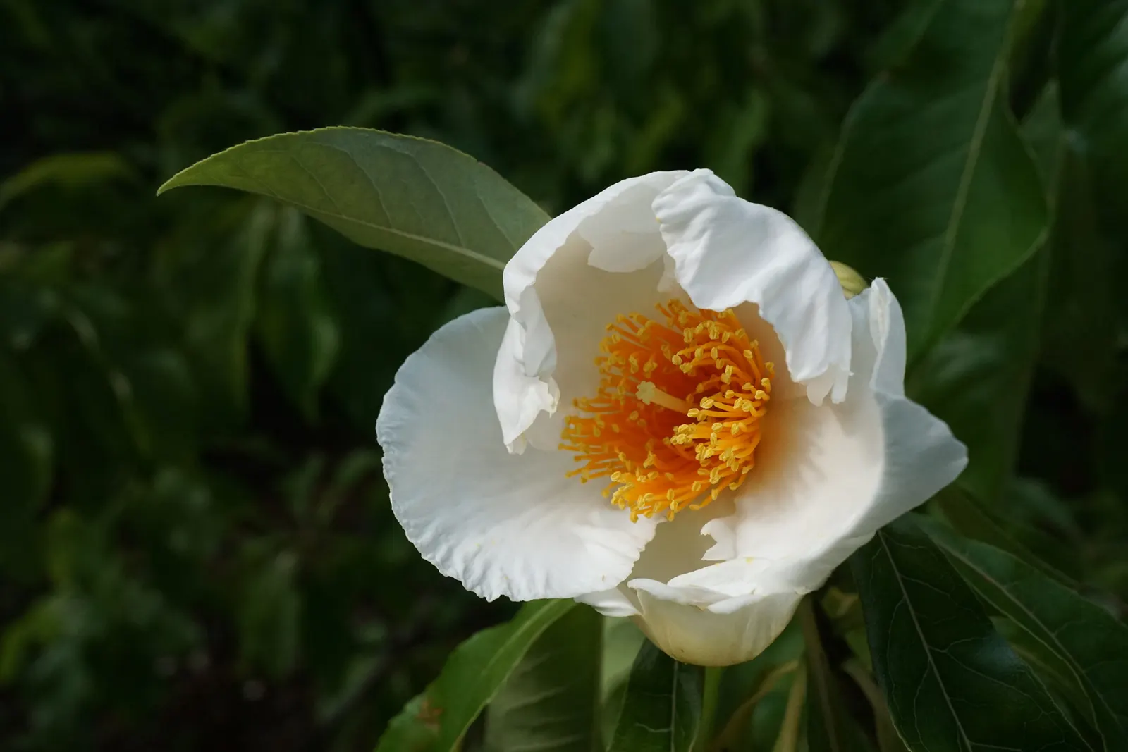 Franklin Tree (Franklinia Alatamaha) — is a truly unique and historical specimen; once native to the Altamaha River valley in Georgia but now extinct in the