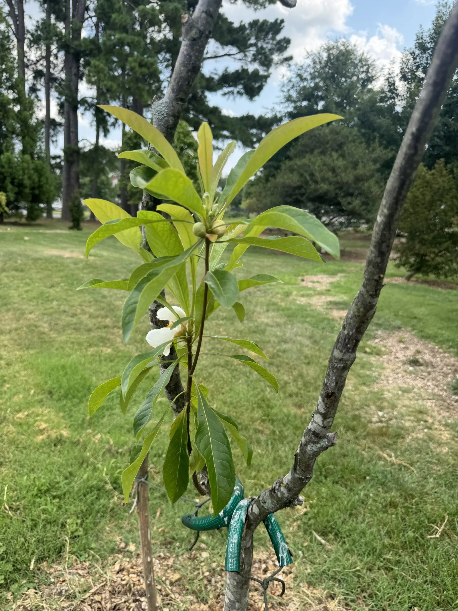 Franklin Tree (Franklinia Alatamaha) — blooming from late summer to early fall