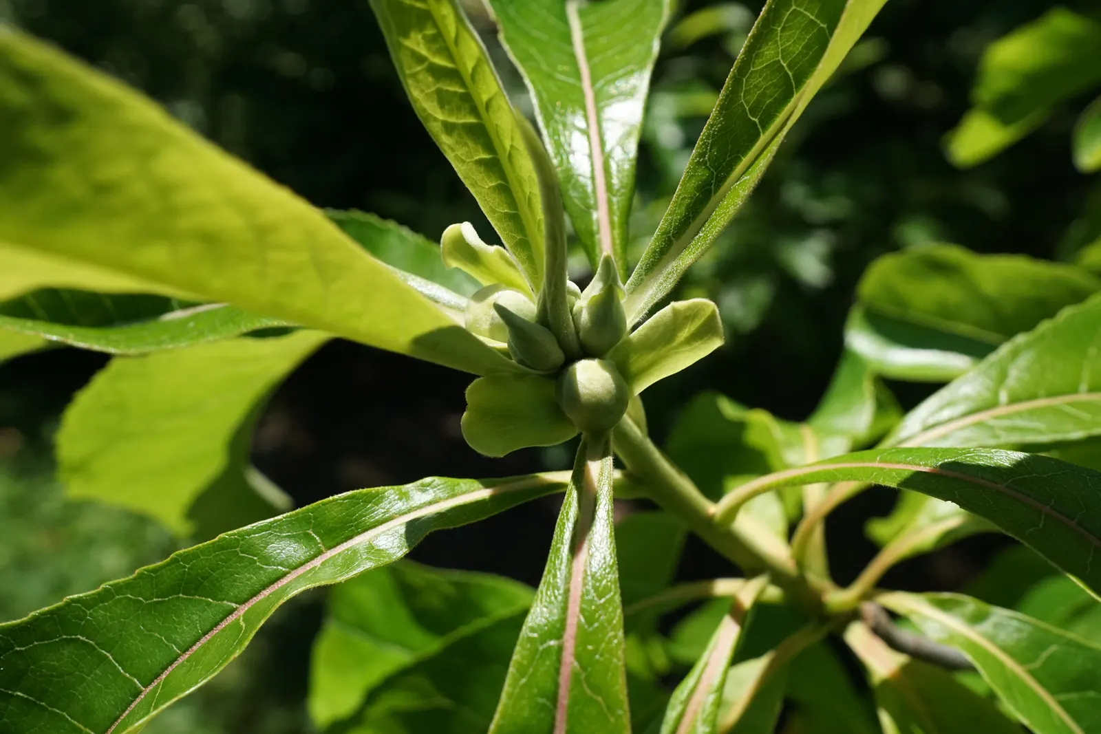Franklin Tree (Franklinia Alatamaha) — is a truly unique and historical specimen; once native to the Altamaha River valley in Georgia but now, image 59