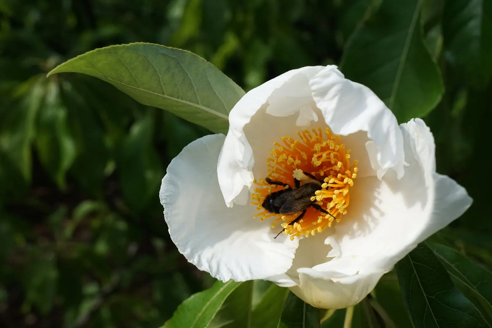 Franklin Tree (Franklinia Alatamaha) — flowering tree is a member of the tea family; tree with white blooms