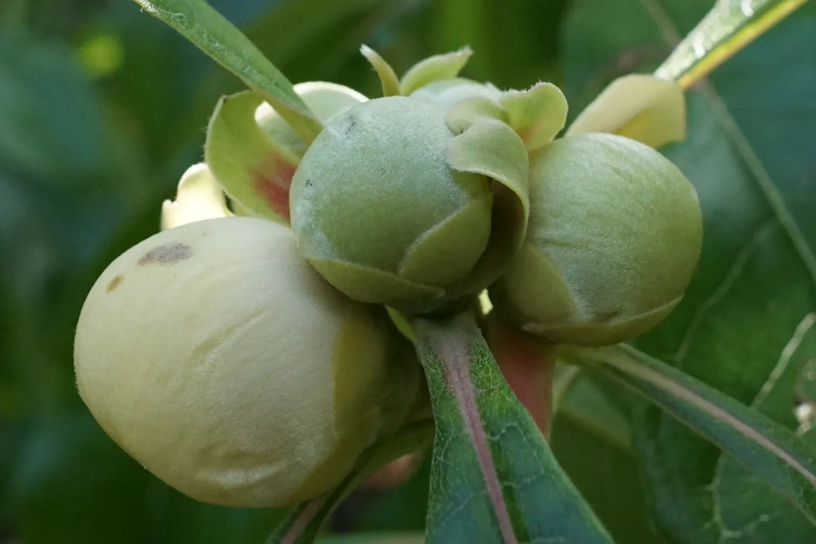 Franklin Tree (Franklinia Alatamaha) — and can reach a height of 10 to 20 feet with a spread of 6 to 15 feet at maturity; preferring full sun to, image 62