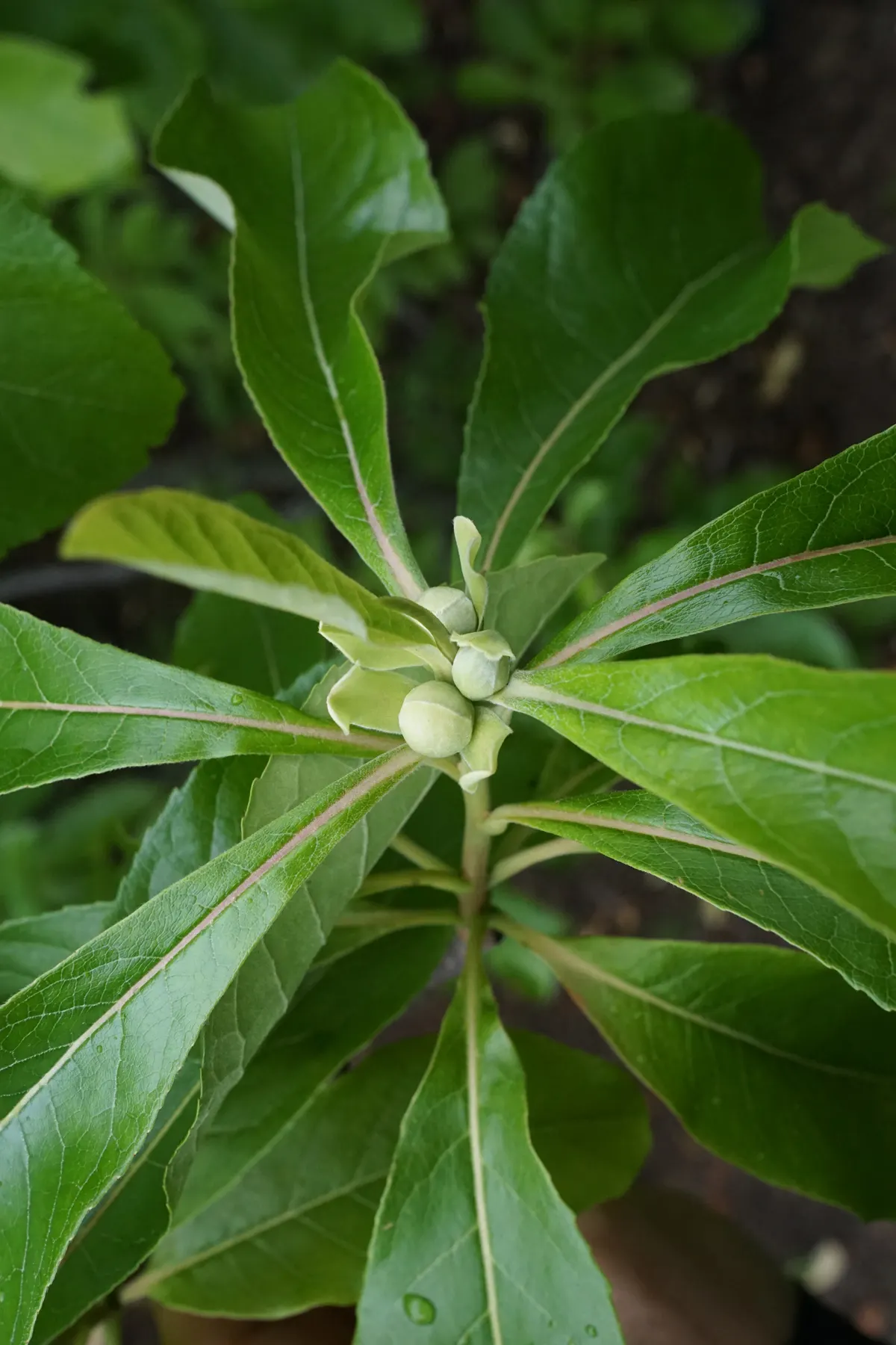 Franklin Tree (Franklinia Alatamaha) — ranging from 3 to 5 inches in length