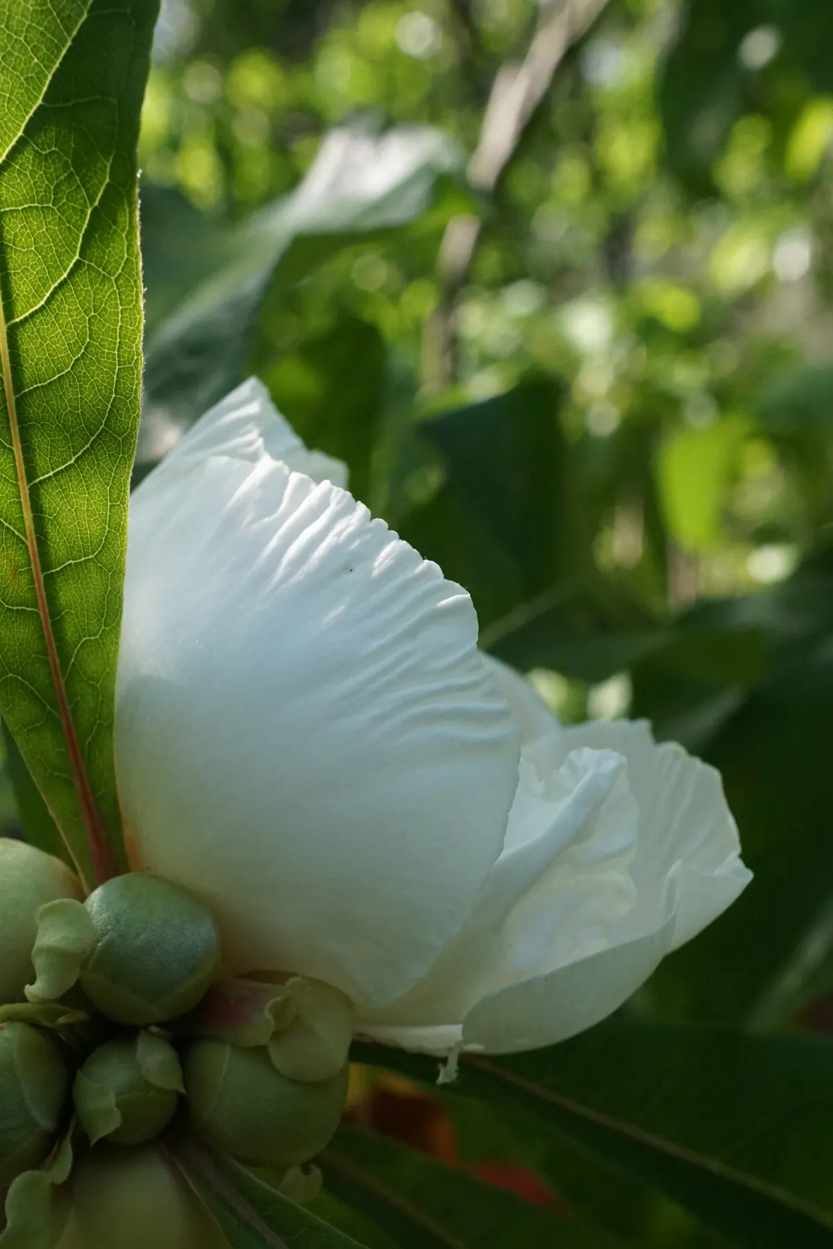 Franklin Tree (Franklinia Alatamaha) — fragrant white blossoms with bright yellow centers; preferring full sun to partial shade.<br><br>Advised for USDA