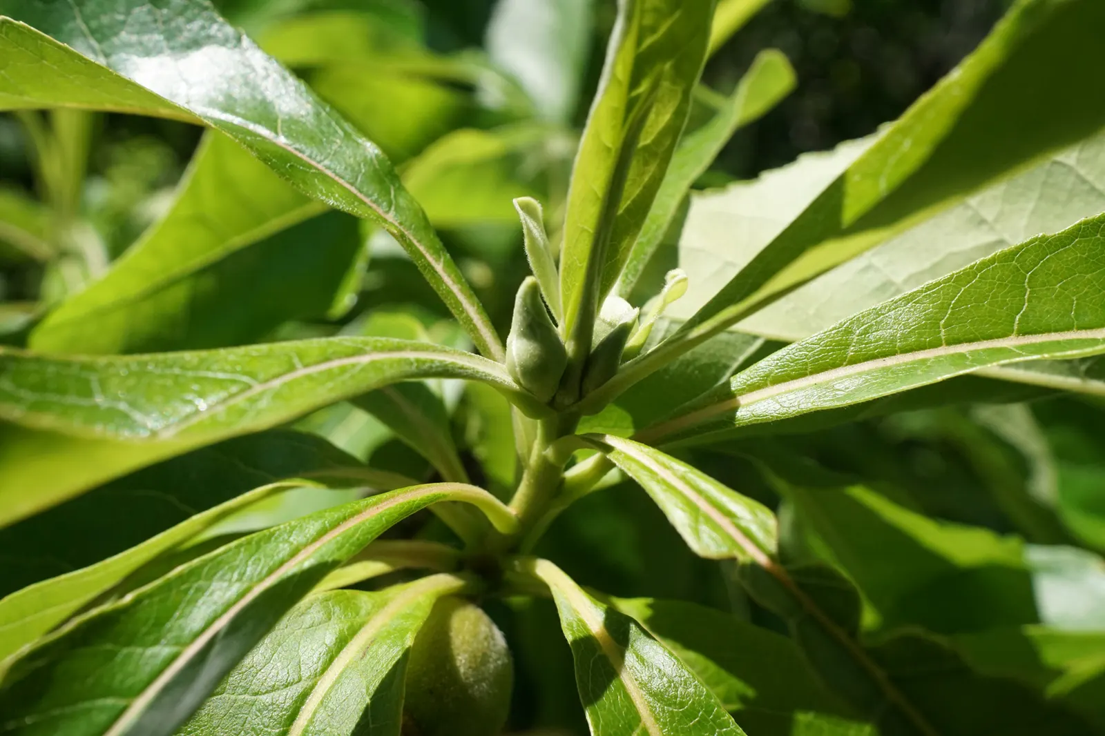 Franklin Tree (Franklinia Alatamaha) — offering season-long interest; white flowers in the garden