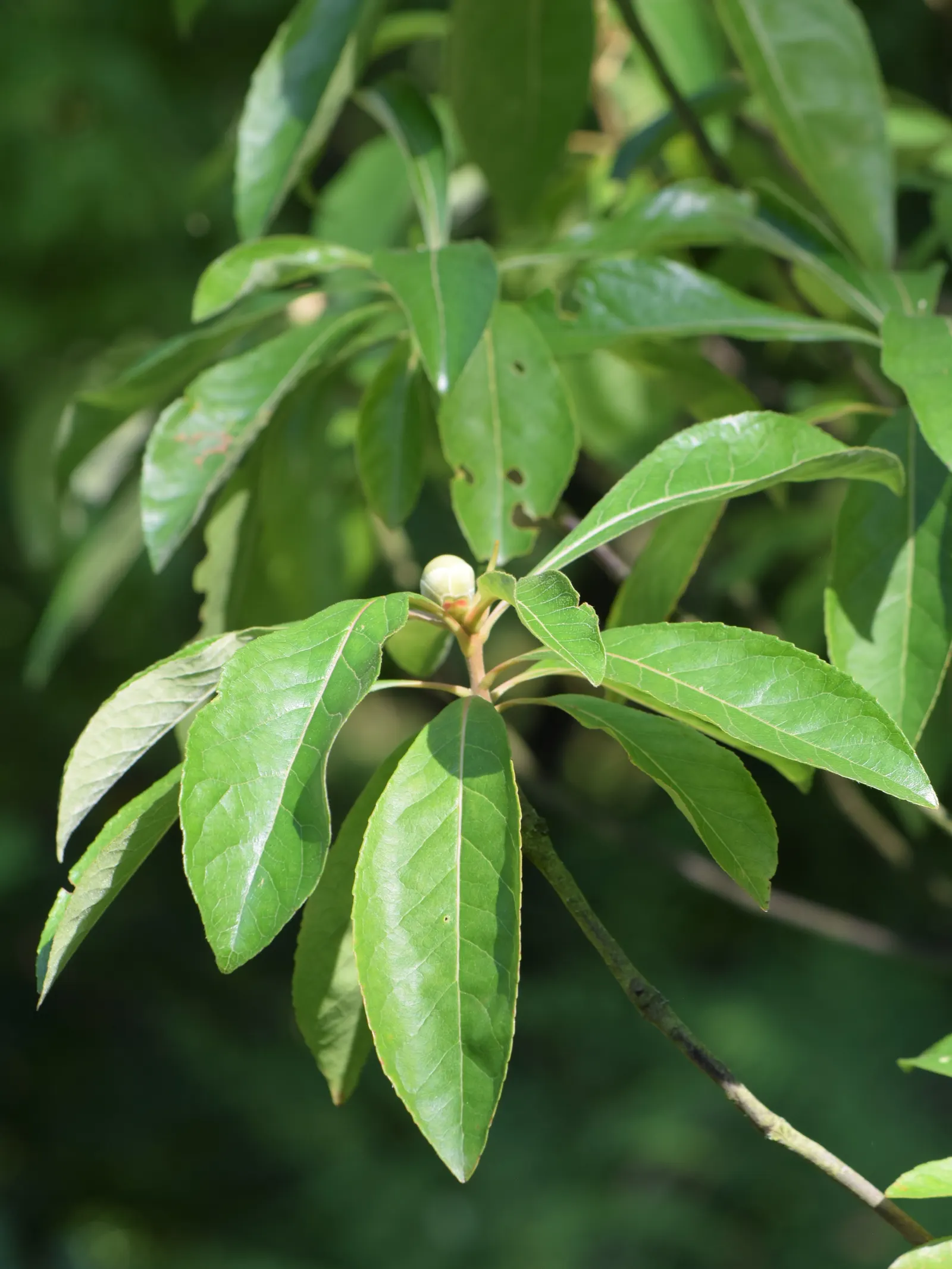Franklin Tree (Franklinia Alatamaha) — camellia-like flowers with yellow centers
