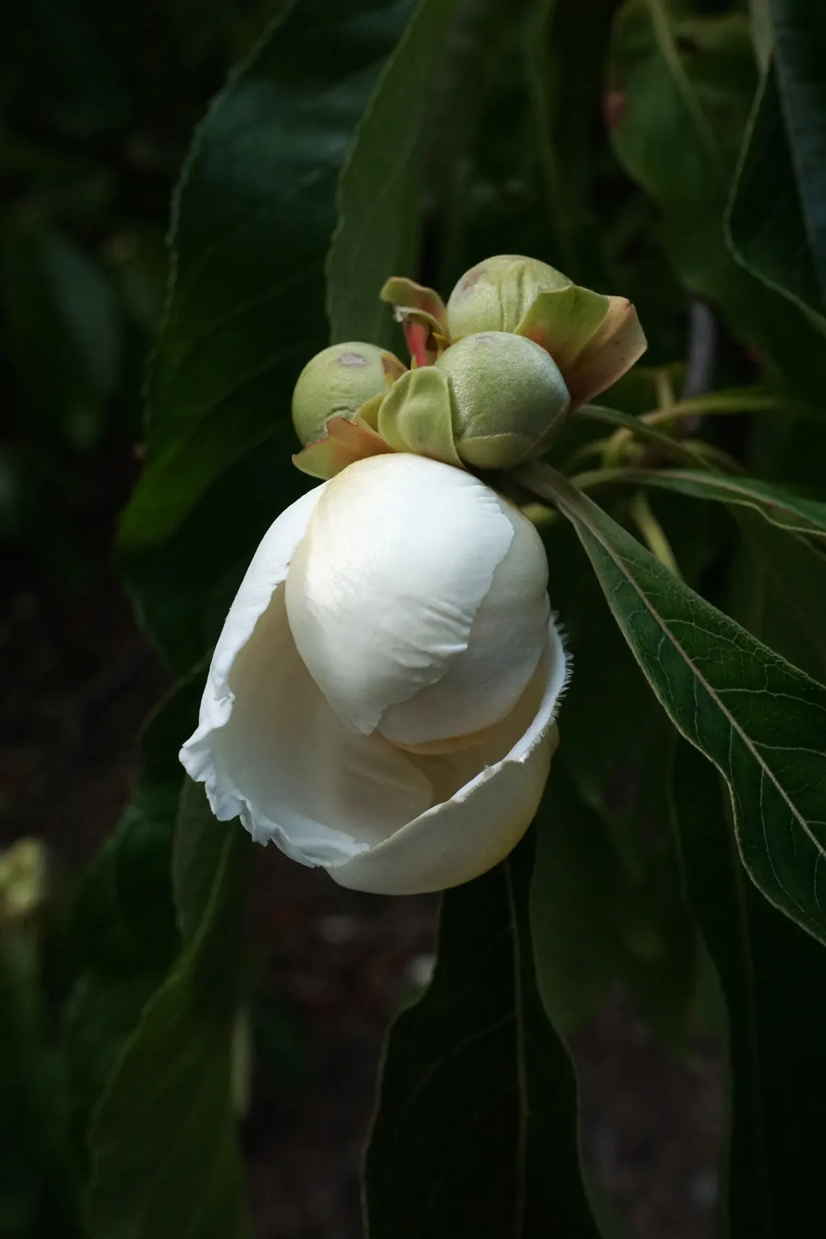 Franklin Tree (Franklinia Alatamaha) — ornamental deciduous tree; flowering tree is a member of the tea family, image 52