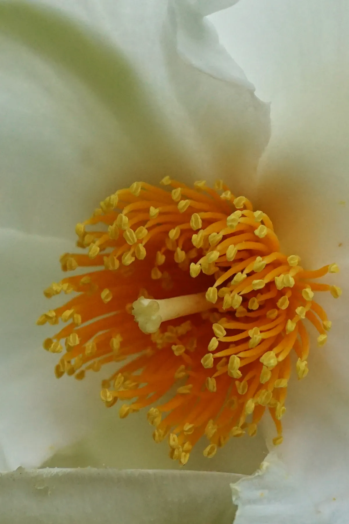 Franklin Tree (Franklinia Alatamaha) — camellia-like flowers with yellow centers; tree for full or half, image 54