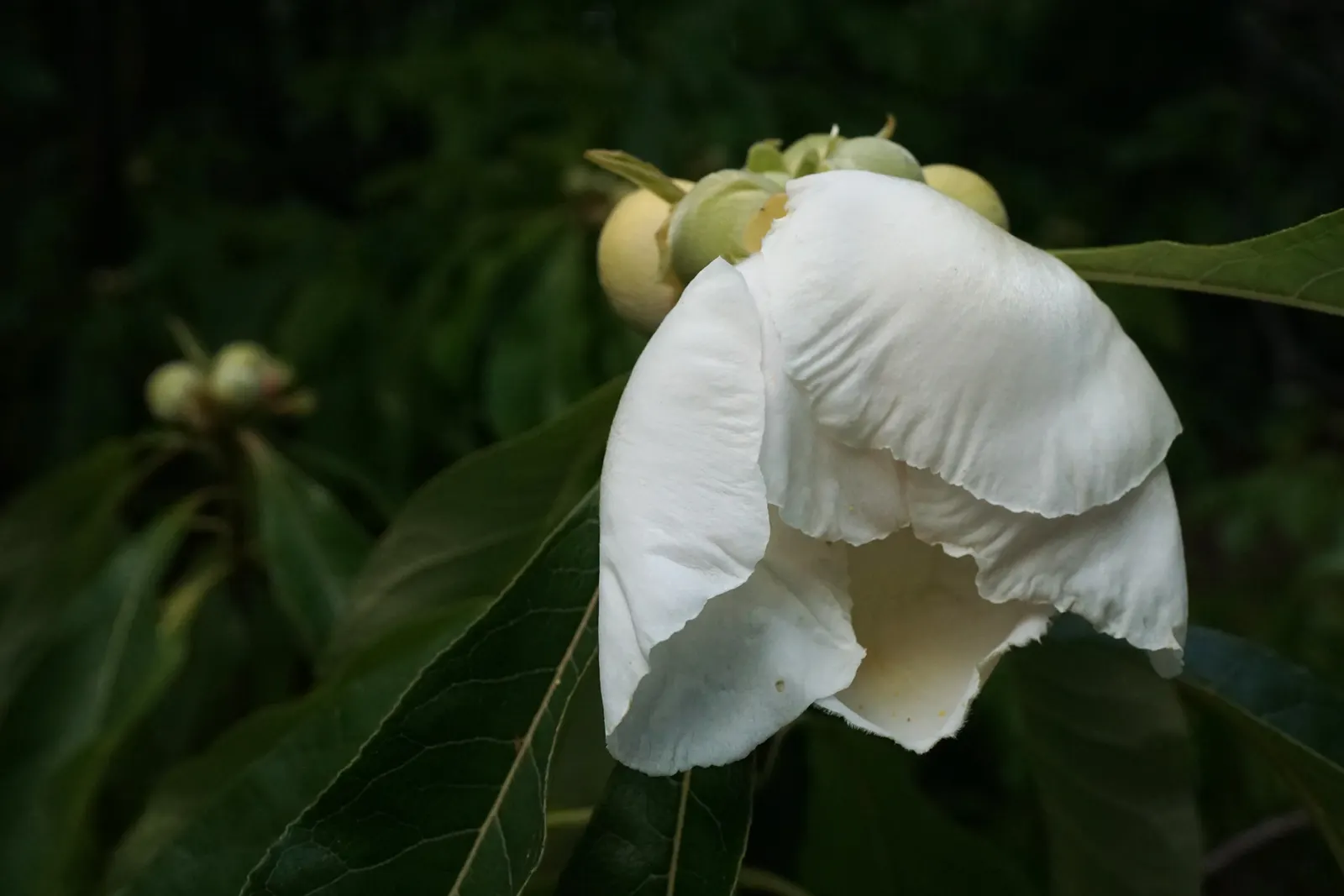 Franklin Tree (Franklinia Alatamaha) — blooming from late summer to early fall; it adds autumn flair with vibrant red-to-purple foliage