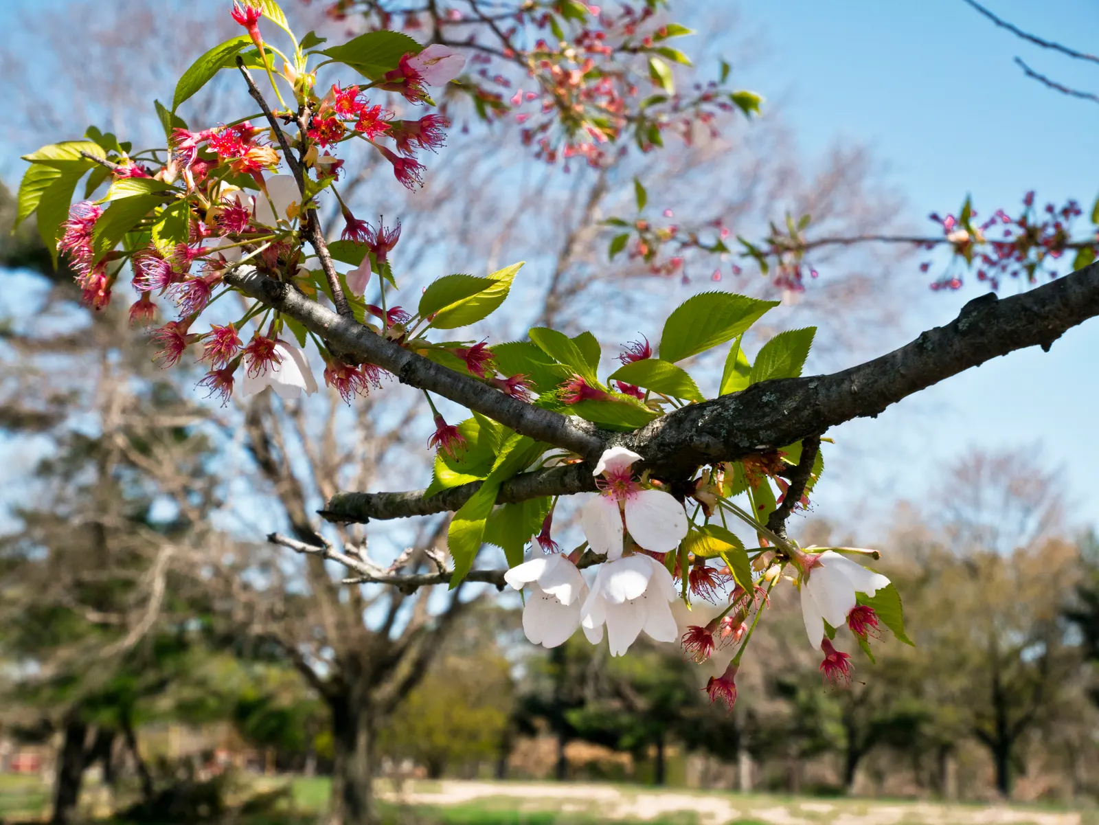 Franklin Tree (Franklinia Alatamaha) — and can reach a height of 10 to 20 feet with a spread of 6 to 15 feet at maturity
