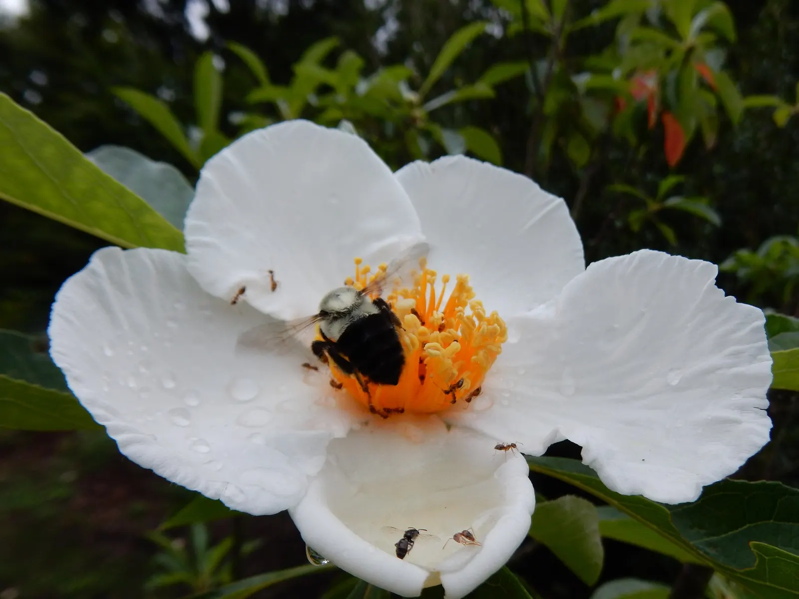 Franklin Tree (Franklinia Alatamaha) — preferring full sun to partial shade.<br><br>Advised for USDA hardiness zones 5 through 8