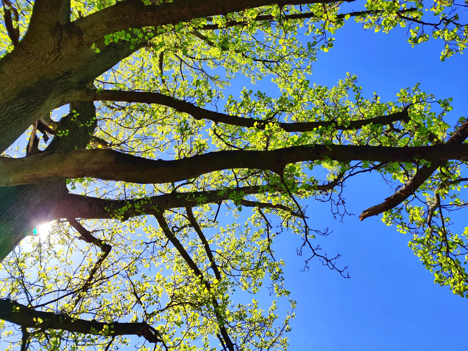 Franklin Tree (Franklinia Alatamaha) — It boasts a moderate growth rate and typically presents a pyramidal to oval shape, image 63