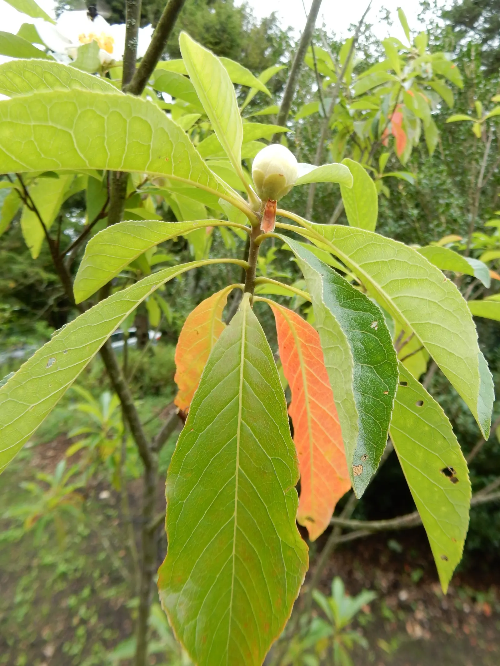 Franklin Tree (Franklinia Alatamaha) — flowering tree is a member of the tea family