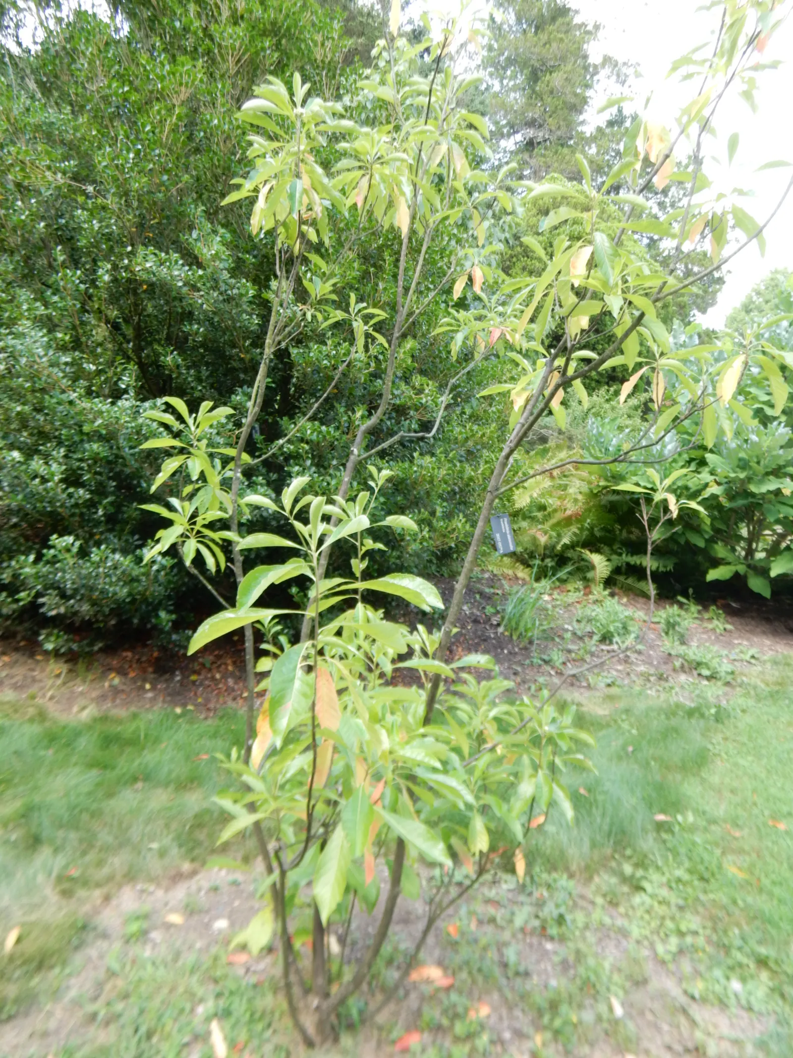 Franklin Tree (Franklinia Alatamaha) — standing 10-20 ft tall and 6-15 ft wide